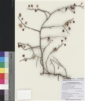 藏品(大葉南蛇藤)的圖片